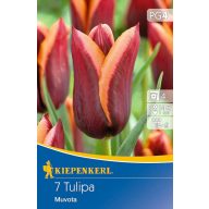 Zwiebel Tulpe Triumph Muvota 7 Zwiebeln Kiepenkerl
