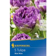 Glühbirne Tulpe Blau Wow 5Stk Kiepenkerl