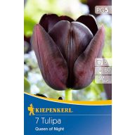 Blumenzwiebel Tulpe Königin der Nacht 7 Stück Kiepenkerl