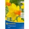 Zwiebel Botanical Narzisse Jetfire 5 Stück, Kiepenkerl