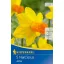 Zwiebel Botanical Narzisse Jetfire 5 Stück, Kiepenkerl