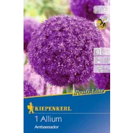 Blumenzwiebel Zierzwiebel Ambassador 1 Stück Kiepenkerl