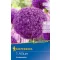 Blumenzwiebel Zierzwiebel Ambassador 1 Stück Kiepenkerl