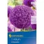 Blumenzwiebel Zierzwiebel Ambassador 1 Stück Kiepenkerl