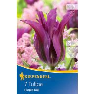 Blumenzwiebel Tulpe Lila Puppe 7 Stück Kiepenkerl