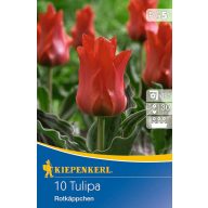 Blumenzwiebel Tulpe Rotkappchen 10 Stück Kiepenkerl