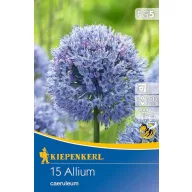   Blühende Zwiebel Zierzwiebel (Allium careuleum) 15 Stück Kiepenkerl