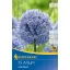 Blühende Zwiebel Zierzwiebel (Allium careuleum) 15 Stück Kiepenkerl