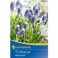 Blumenzwiebeln Pearl Night Eye 15 Stück Kiepenkerl