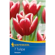 Blumenzwiebel Tulpe Vampir 7 Stück Kiepenkerl