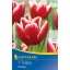Blumenzwiebel Tulpe Vampir 7 Stück Kiepenkerl