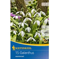   Blumenzwiebel Schneeglöckchen woronowii 15 Stück Kiepenkerl