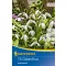 Blumenzwiebel Schneeglöckchen woronowii 15 Stück Kiepenkerl