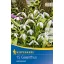 Blumenzwiebel Schneeglöckchen woronowii 15 Stück Kiepenkerl