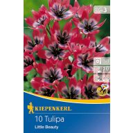 Blumenzwiebel Tulpe Little Beauty 10 Stück Kiepenkerl