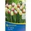 Blumenzwiebel Tulpe Happy mix 8 Stück Kiepenkerl