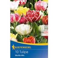  Zwiebel Tulpe mit voller Blüte Murillo Mix 10 Stück Kiepenkerl