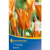 Blumenzwiebel Tulpe Ballerina 7 Stück Kiepenkerl