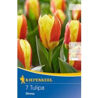 Blumenzwiebel Tulpe Stresa 7 Stück Kiepenkerl