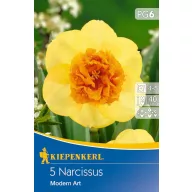 Zwiebeln Narzisse Moderne Kunst 5 Stück Kiepenkerl