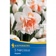 Zwiebel Narzisse Vollständig 5 Stück Kiepenkerl
