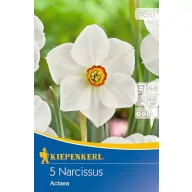 Zwiebeln Narcissus Actaea 5 Stück Kiepenkerl