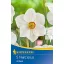 Zwiebeln Narcissus Actaea 5 Stück Kiepenkerl