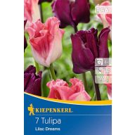   Blumenzwiebel Tulpe Farbmischung Lilac Dreams 7 Stück Kiepenkerl