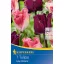 Blumenzwiebel Tulpe Farbmischung Lilac Dreams 7 Stück Kiepenkerl
