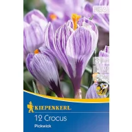   Blumenzwiebel Big Flower Coconut Pickwick 12 Stück Kiepenkerl