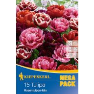   Zwiebel Tulpe Tulpe Mega Pack Rose Tulpe Mix 15 Stück Kiepenkerl