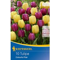 Blumenzwiebel Tulpen Mix Buntes Flair 10 Stück Kiepenkerl
