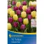 Blumenzwiebel Tulpen Mix Buntes Flair 10 Stück Kiepenkerl