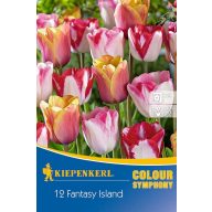   Blumenzwiebel Tulpe Farbmix Fantasy Island 12 Stück Kiepenkerl