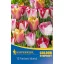 Blumenzwiebel Tulpe Farbmix Fantasy Island 12 Stück Kiepenkerl