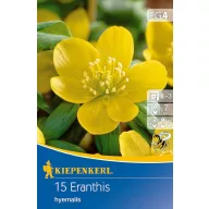   Blumenzwiebel Winterfriedhof (Eranthis hyemalis) 15 Stück Kiepenkerl