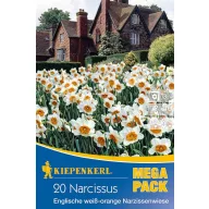  Blumenzwiebel Narzisse Mega Pack Englisch Weiß-orange Narzissenfeld 20 Stück Kiepenkerl
