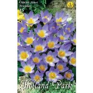   Blumenzwiebel Botanika Kokosnuss Farbmischung Tricolor 10 Stück Gartensaatgut von Rédei Kertimag