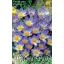 Blumenzwiebel Botanika Kokosnuss Farbmischung Tricolor 10 Stück Gartensaatgut von Rédei Kertimag