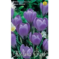   Blumenzwiebeln Kokosnuss Großblütig 8 Stück Garten Saatgut von Rédei