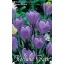 Blumenzwiebeln Kokosnuss Großblütig 8 Stück Garten Saatgut von Rédei