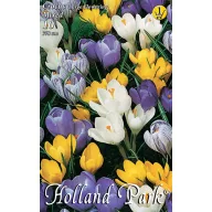   Blühende Zwiebel Kokosnuss Große blühende Farbmischung 10 Stück Gartensaatgut von Rédei Kertimag