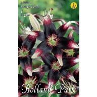   Blumenzwiebel Lily Netty's Pride 1 St Garten Samen von Rédei