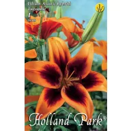 Blumenzwiebel Lilie Twosme 1 Stück Garten Samen von Rédei