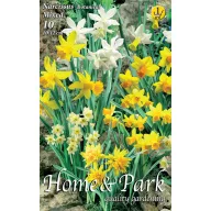   Zwiebel Narzisse Zwergnarzisse Farbmischung 10 Stück Garten Saatgut von Rédei