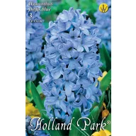   Blumenzwiebel Hyazinthe Delfts Blau 3 Stück Garten Saatgut von Rédei