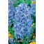 Blumenzwiebel Hyazinthe Delfts Blau 3 Stück Garten Saatgut von Rédei