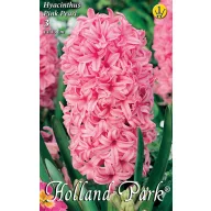   Blumenzwiebel Hyazinthe Rosa Perle 3 Stück Garten Saatgut von Rédei