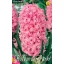 Blumenzwiebel Hyazinthe Rosa Perle 3 Stück Garten Saatgut von Rédei