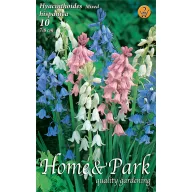   Blumenzwiebeln Jacinth Hispanica Farbmischung 10 Stück Garten Saatgut von Rédei